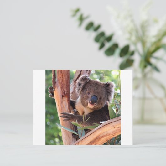 Viktorianisch Koala Postkarte (Stehend Vorderseite)