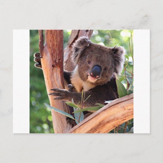Viktorianisch Koala Postkarte (Vorderseite)