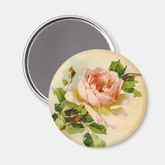 Viktorianisch Rosa Rose Magnet (Vorderseite/Rückseite)