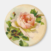 Viktorianisch Rosa Rose Magnet (Vorne)