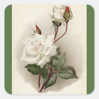 Viktorianisch White Roses Green