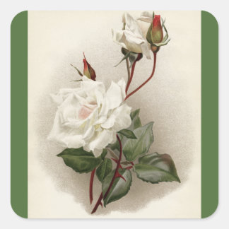Viktorianisch White Roses Green Quadratischer Aufkleber