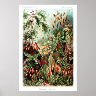 Viktorianische Botanik Mattes Kunstdruck. Vintage Poster
