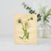 Viktorianische Daisy-Studie Postkarte (Stehend Vorderseite)
