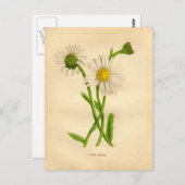 Viktorianische Daisy-Studie Postkarte (Vorne/Hinten)