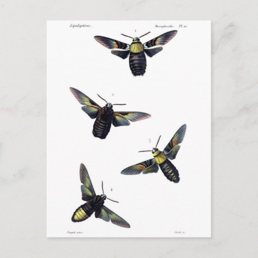 Viktorianische Motive Postkarte (Vorderseite)