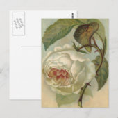 Viktorianische Rose Postkartenabbildung Postkarte (Vorne/Hinten)