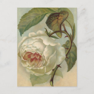 Viktorianische Rose Postkartenabbildung Postkarte