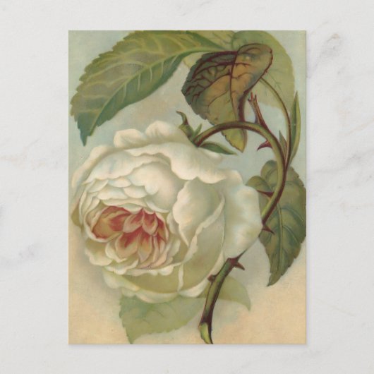 Viktorianische Rose Postkartenabbildung Postkarte (Vorderseite)