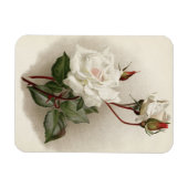 Viktorianische Rosen Magnet (Horizontal)