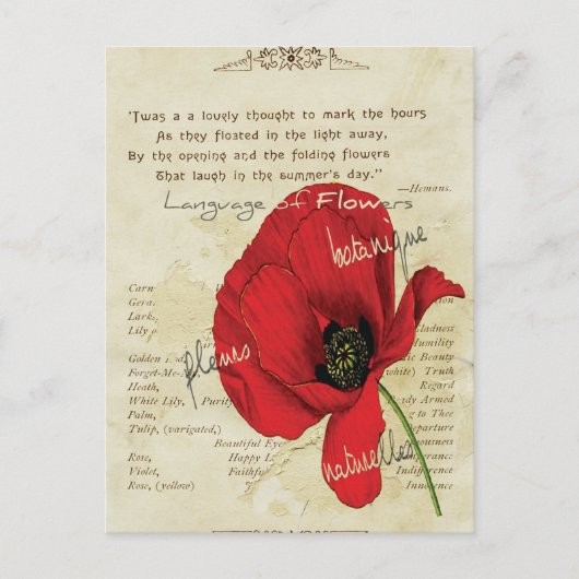 Viktorianische Sprache der Blume Postkarte (Vorderseite)