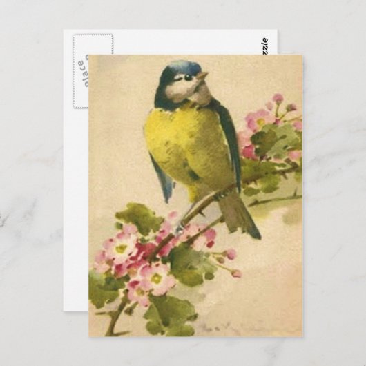 Viktorianische Vogeldarstellung Postkarte (Vorne/Hinten)