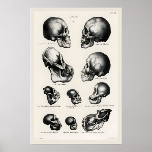 Viktorianischer anatomischer Schädel-Kunstprint Me Poster (Vorne)