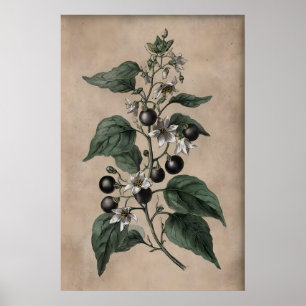 Viktorianischer Giftgarten-Druck, Belladonna-Pflan Poster