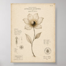Viktorianischer Himmelsbotanik-Museumsdruck