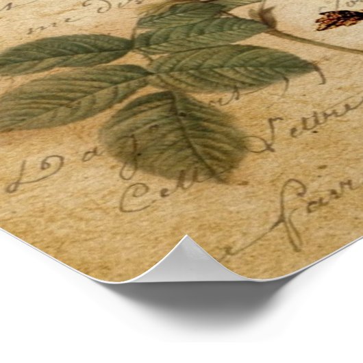 viktorianischer Vogel Paris Botanische Rose Poster (Ecke)