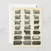 Viktorianisches Ätzen von Schweinen und Schafen Postkarte (Vorne/Hinten)