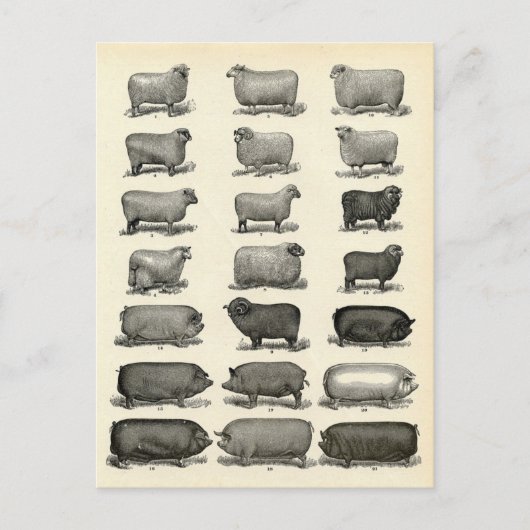 Viktorianisches Ätzen von Schweinen und Schafen Postkarte (Vorderseite)