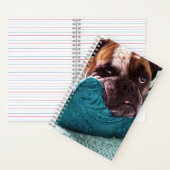 Viktorianisches Bulldog Foto 8x5 Notebook Notizblock (Innen)