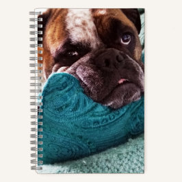 Viktorianisches Bulldog Foto 8x5 Notebook Notizblock
