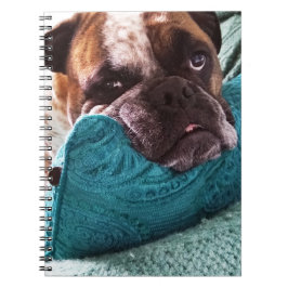 Viktorianisches Bulldog Foto 9x6 Notebook Notizblock