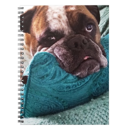 Viktorianisches Bulldog Foto 9x6 Notebook Notizblock (Vorderseite)
