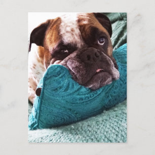 Viktorianisches Bulldog Foto Postkarte