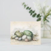 Viktorianisches Drucken verschiedener Vogeleier Postkarte (Stehend Vorderseite)