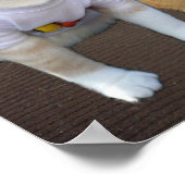 Village Kätzchen Poster (Ecke)