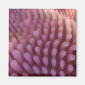 Villi Magnet (Vorne)