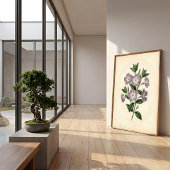 Vinca Botanischer Kunstdruck Poster