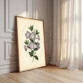 Vinca Botanischer Kunstdruck Poster