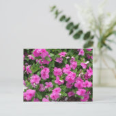 Vinca Titan Flower Postcard Postkarte (Stehend Vorderseite)