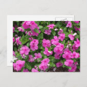 Vinca Titan Flower Postcard Postkarte (Vorne/Hinten)