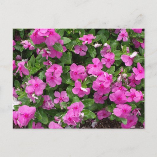 Vinca Titan Flower Postcard Postkarte (Vorderseite)