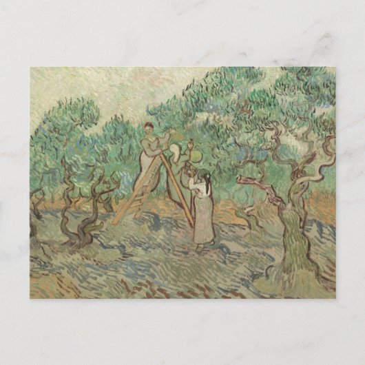 Vincent Van Gogh | Der Olivenhain Postkarte (Vorderseite)