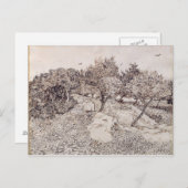 Vincent van Gogh | Die Olivenbäume Postkarte (Vorne/Hinten)