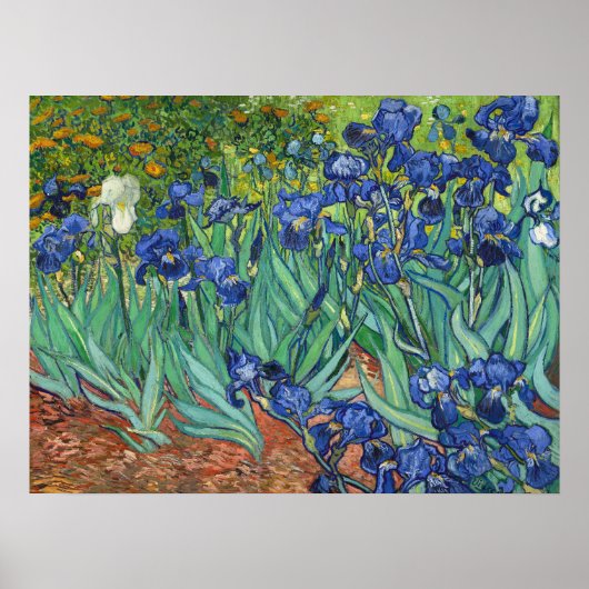 Vincent Van Gogh Irises Poster (Vorne)