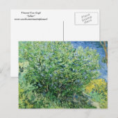 Vincent Van Gogh - Lilacs Postkarte (Vorne/Hinten)
