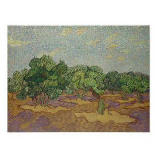 Vincent van Gogh - Olivenbäume Fotodruck