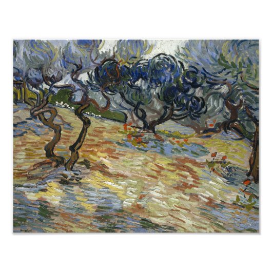Vincent van Gogh - Olivenbäume Fotodruck (Vorne)