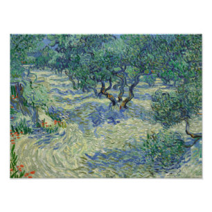 Vincent van Gogh - Olivenhain Fotodruck
