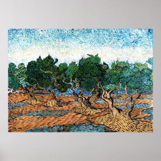Vincent van Gogh - Olivenhain Poster (Vorne)