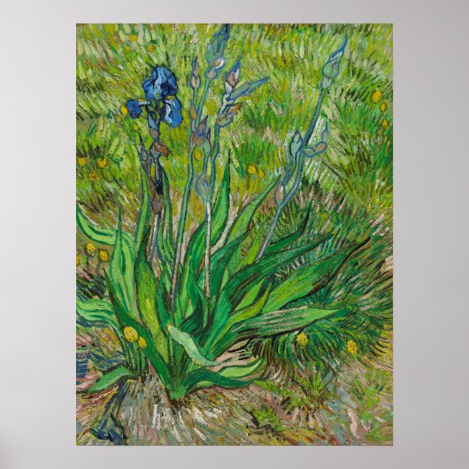 Vincent van Gogh Solitary Iris in Bloom Botanical Poster (Vorne)