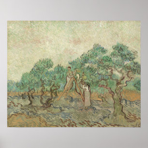 Vincent Van Gogh   The Olive Orchard Poster