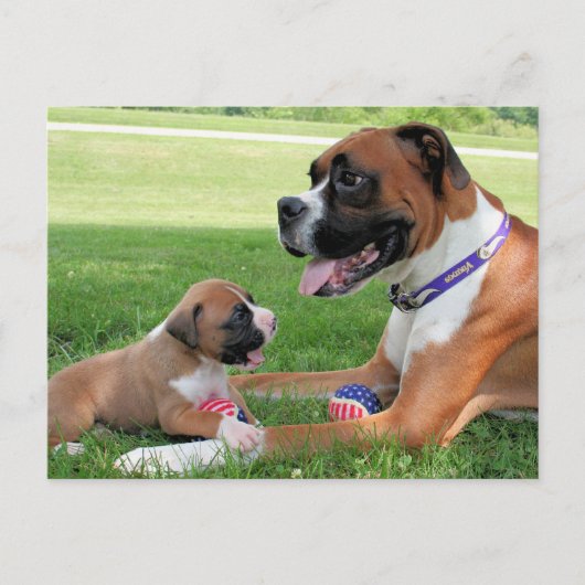 Vindy and Pups - Foto 95 Postkarte (Vorderseite)