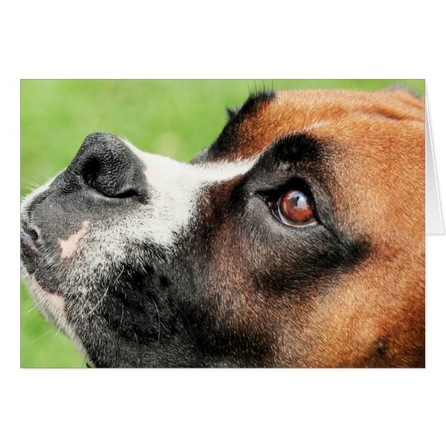 Vindy und Welpen - Foto 04 (Vorderseite (Horizontal))