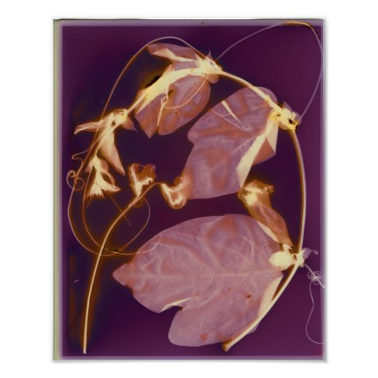 Vine Lumen Print Fotodruck (Vorne)