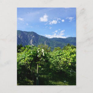Vineyard South BC, Kanada Postkarte