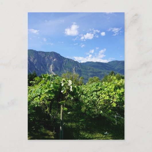 Vineyard South BC, Kanada Postkarte (Vorderseite)